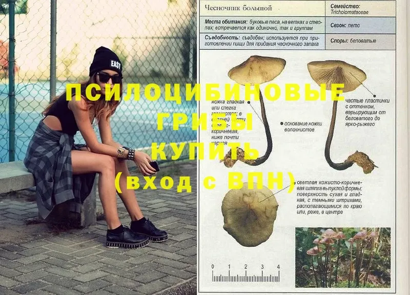 Галлюциногенные грибы Psilocybine cubensis Россошь