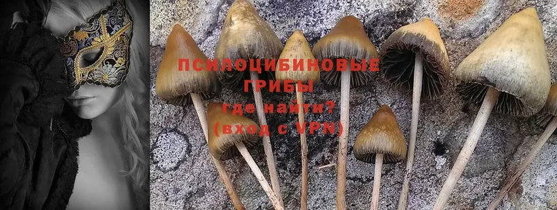 Псилоцибиновые грибы Psilocybine cubensis  Россошь 